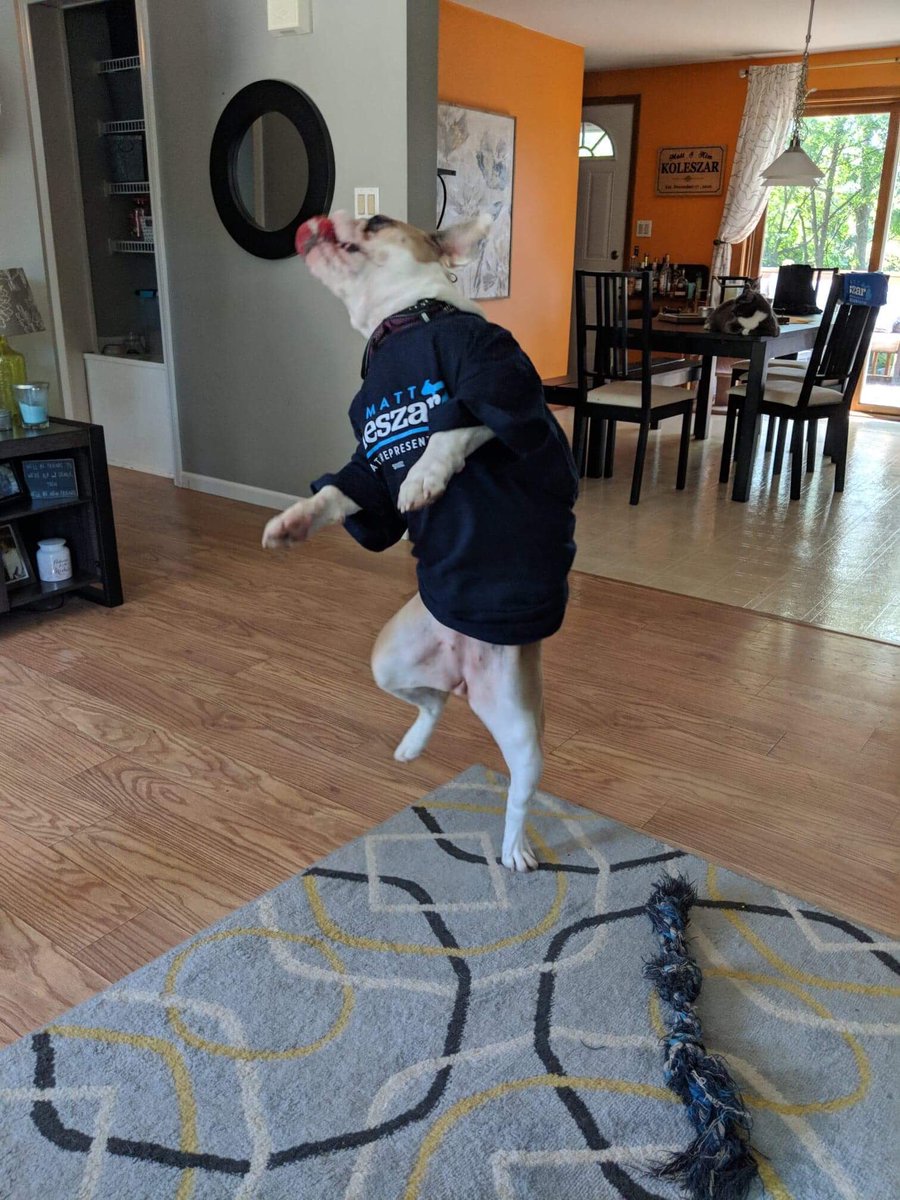 MattforMichigan's tweet photo. Starting warm-ups early in the Koleszar house. You never know when youโll need a bulldog on your bench. #demallstars https://t.co/cPGXFJKgkT https://t.co/6jZTcXOjhZ