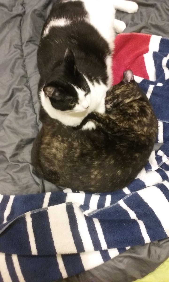 kate12204's tweet photo. @JacksonGalaxy , we adopted a kitten from your event in NYC in June. As we brought her home, my best case scenario in my head for our almost feral cat and the kitten was that big kitty would ignore the kitten. This is actually best case scenario. https://t.co/KKooghN5x1