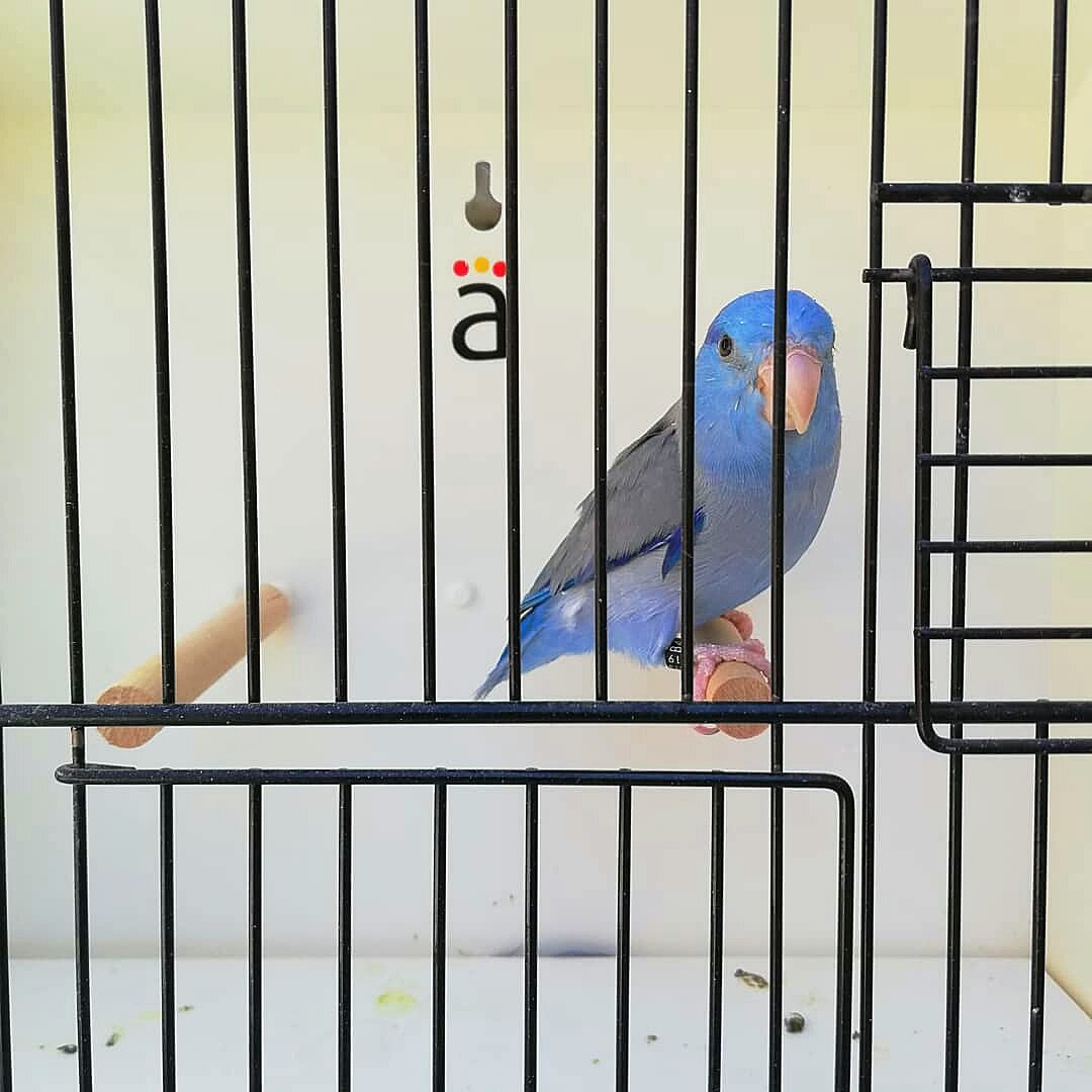 avi_arias's tweet photo. Forpus Coelestis
Azul D/Pastel
Macho 2019 https://t.co/z2ASzF4F7G