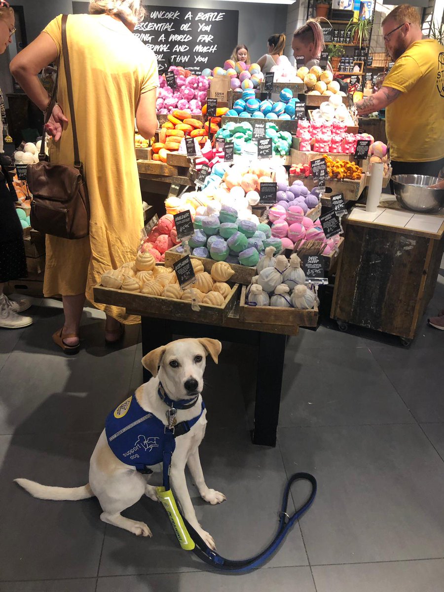 supportdogsuk's tweet photo. Having visited a clothes shop in @LoveMeadowhall Lola investigates the soap display. All our dogs have to be confident in shops and busy places, keeping their client safe and secure at all times. Lola's doing really well. #DogoftheDay #dogsoftwitter https://t.co/3t4B9e8Xuq