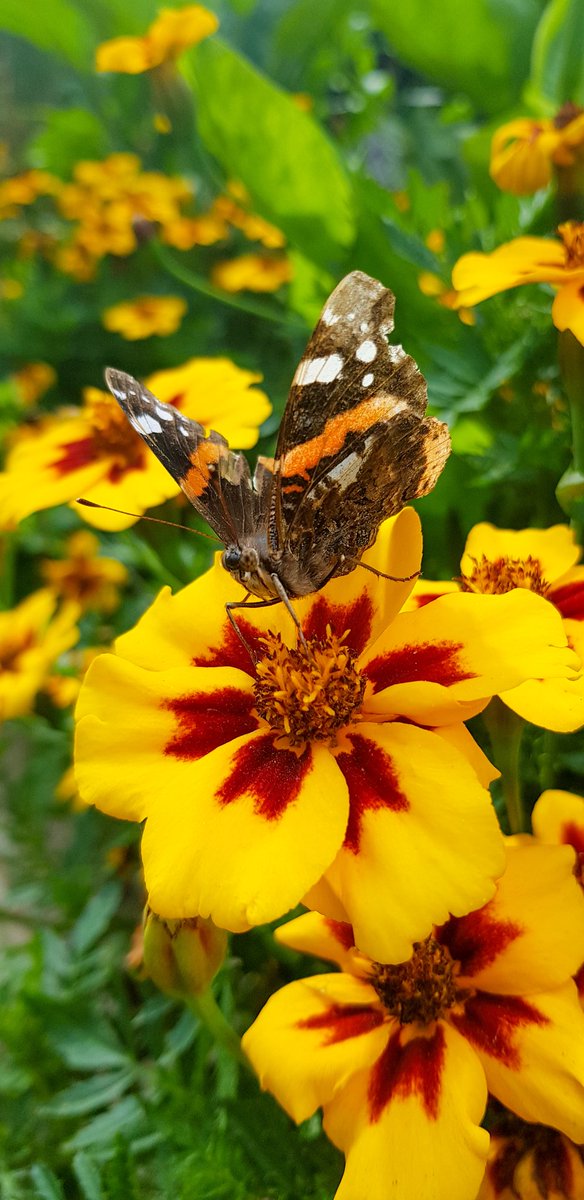 Seaview ward (AAU) tweet media