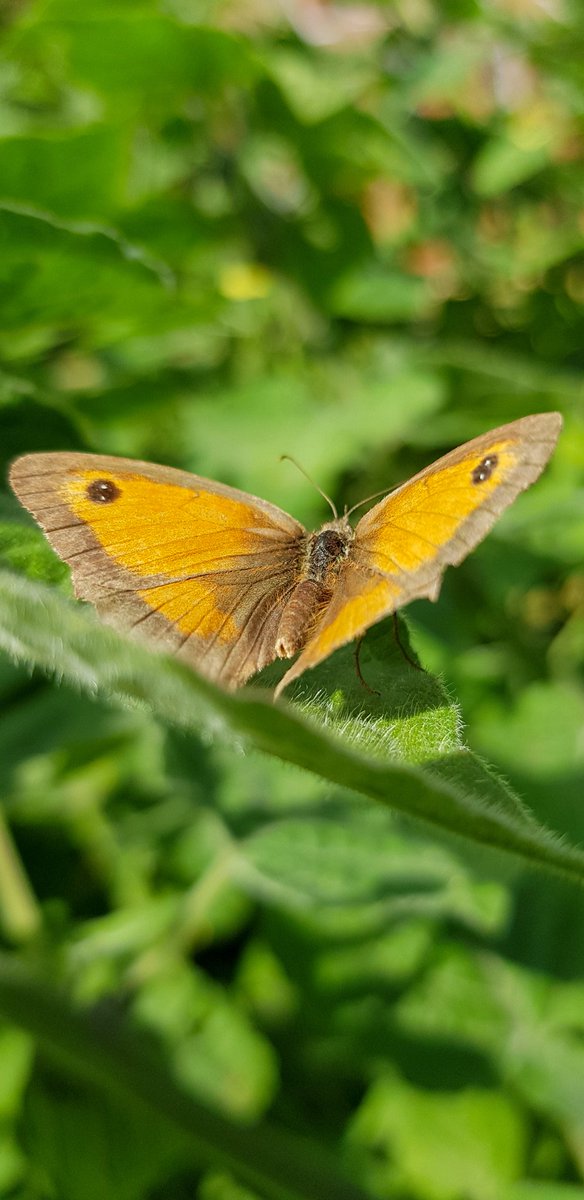 Seaview ward (AAU) tweet media