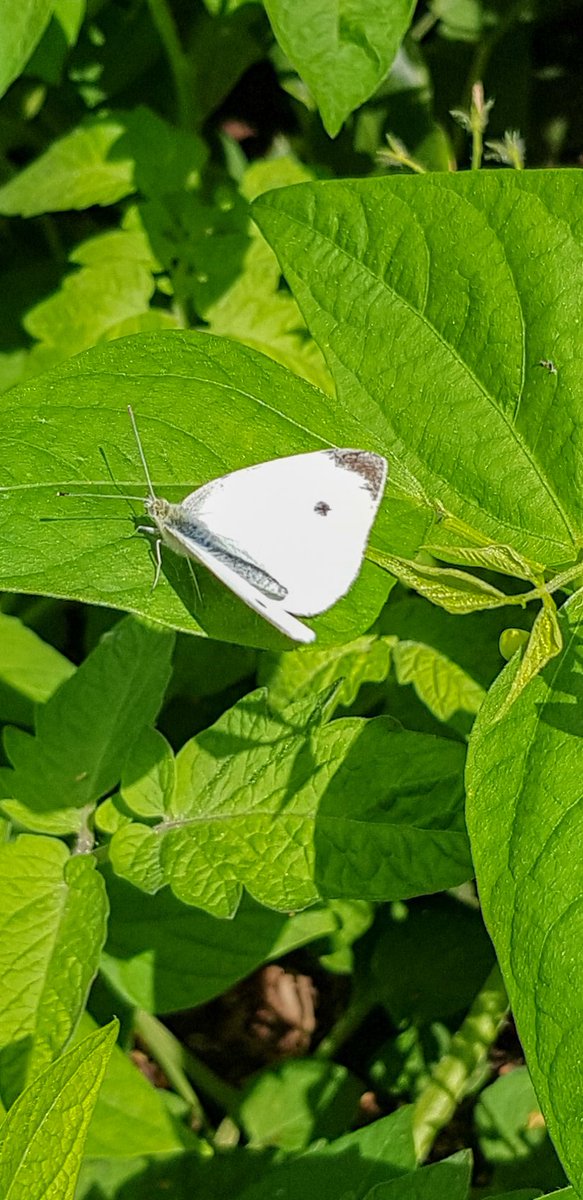 Seaview ward (AAU) tweet media