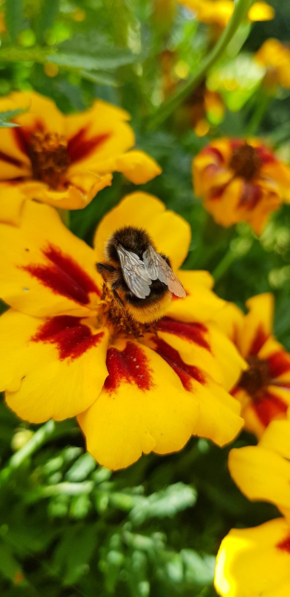 Seaview ward (AAU) tweet media