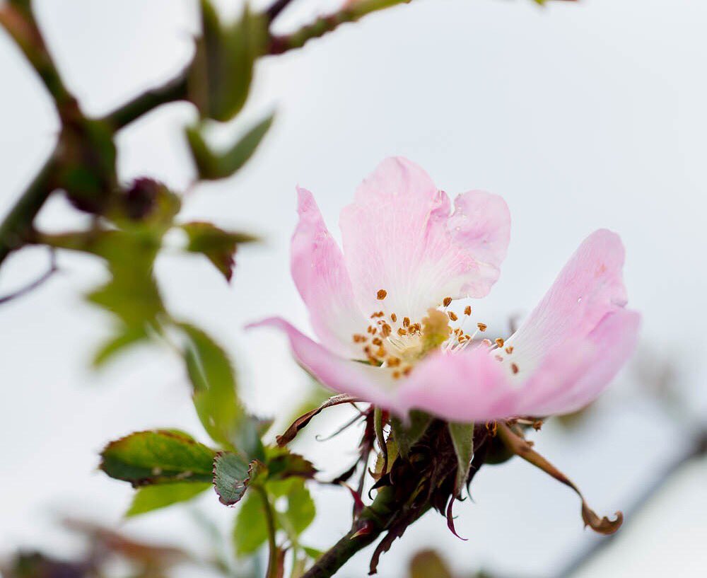 jessicagrehan's tweet image. Rock Rose on a grey day #irishsummer