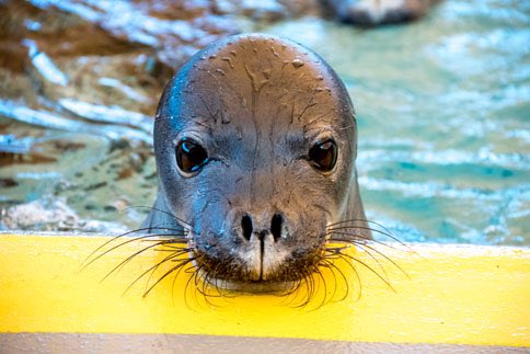 The #EndangeredSpeciesAct guides much of the work that I do. Charismatic animals like #HawaiianMonkSeals give a face to threatened and endangered animals, but it doesn’t stop there.