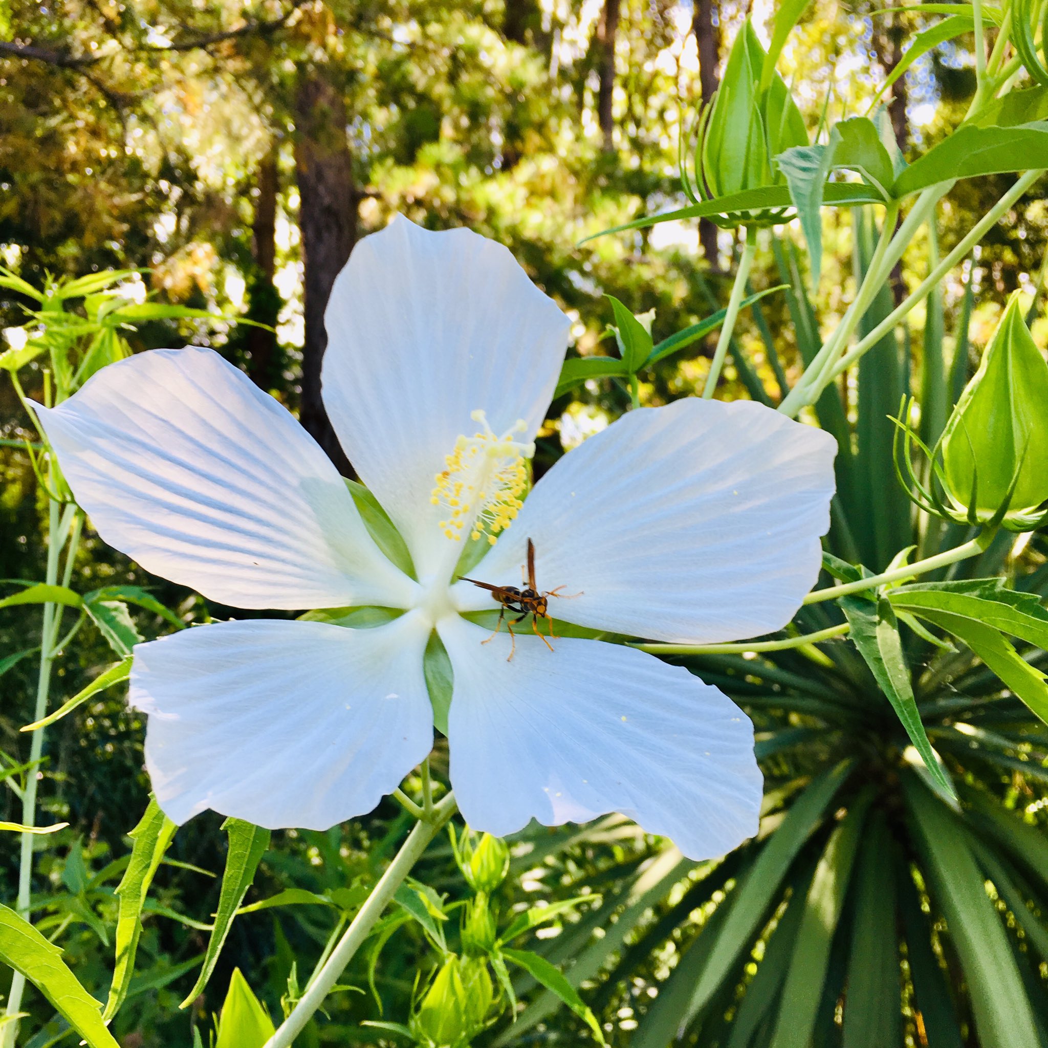 5枚の花弁 Twitter Search Twitter