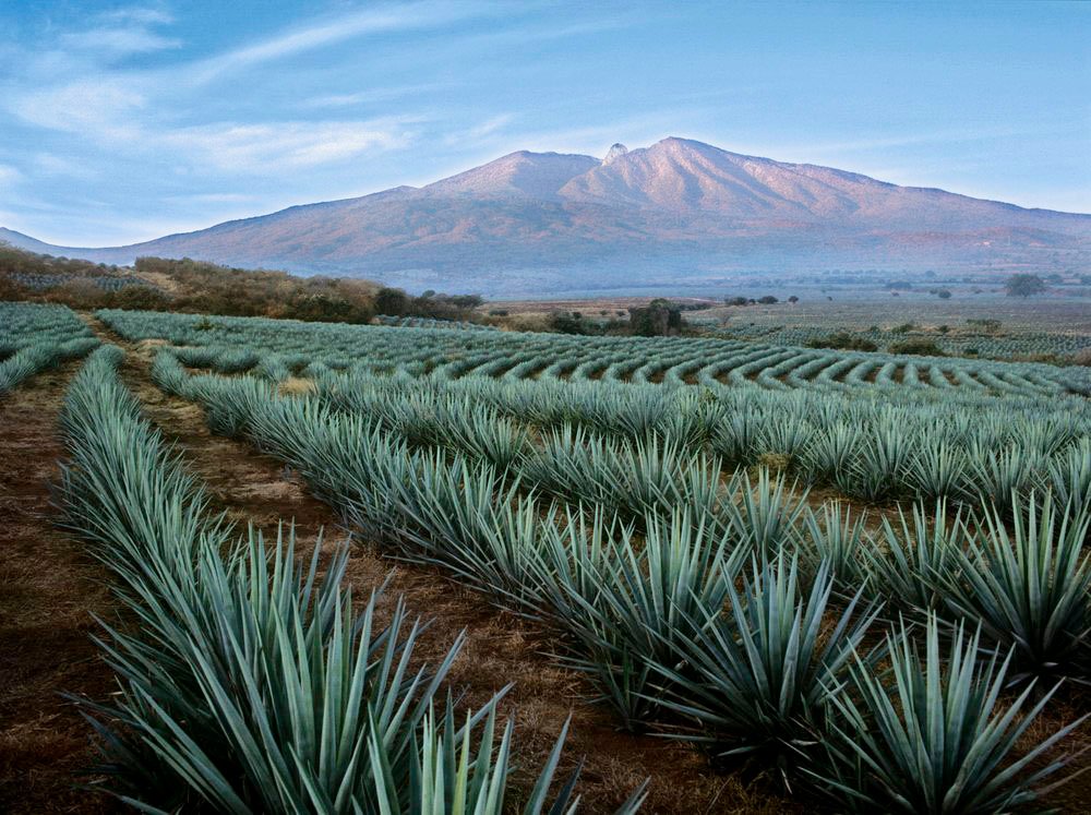 #FelizDomingo El paisaje agavero de Tequila se trata de un paisaje único en el mundo por sus agaves y destilerías. Patrimonio Cultural de la Humanidad. 
#BuenosDiasATodos