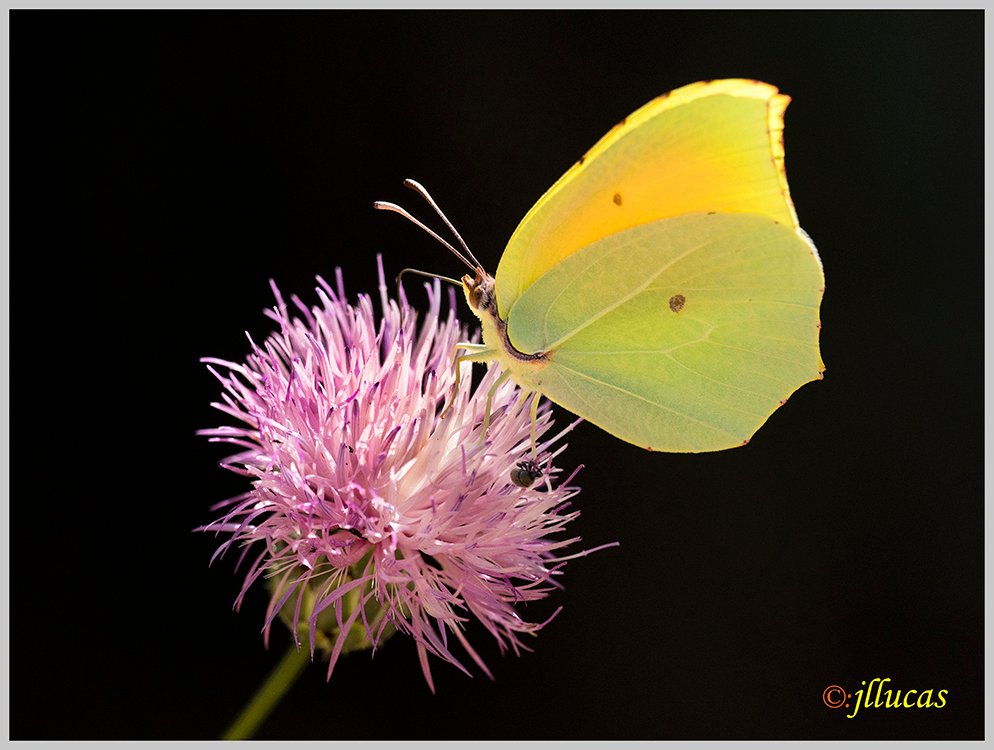 Mariposa limonera (Gonepteryx rhamni).
#ZascandileandoPorCLM #Parquenaturalserraniadecuenca #cuencaesunica #Cuenca #zascandileandoporcuenca #descubrecuenca #igerscuenca