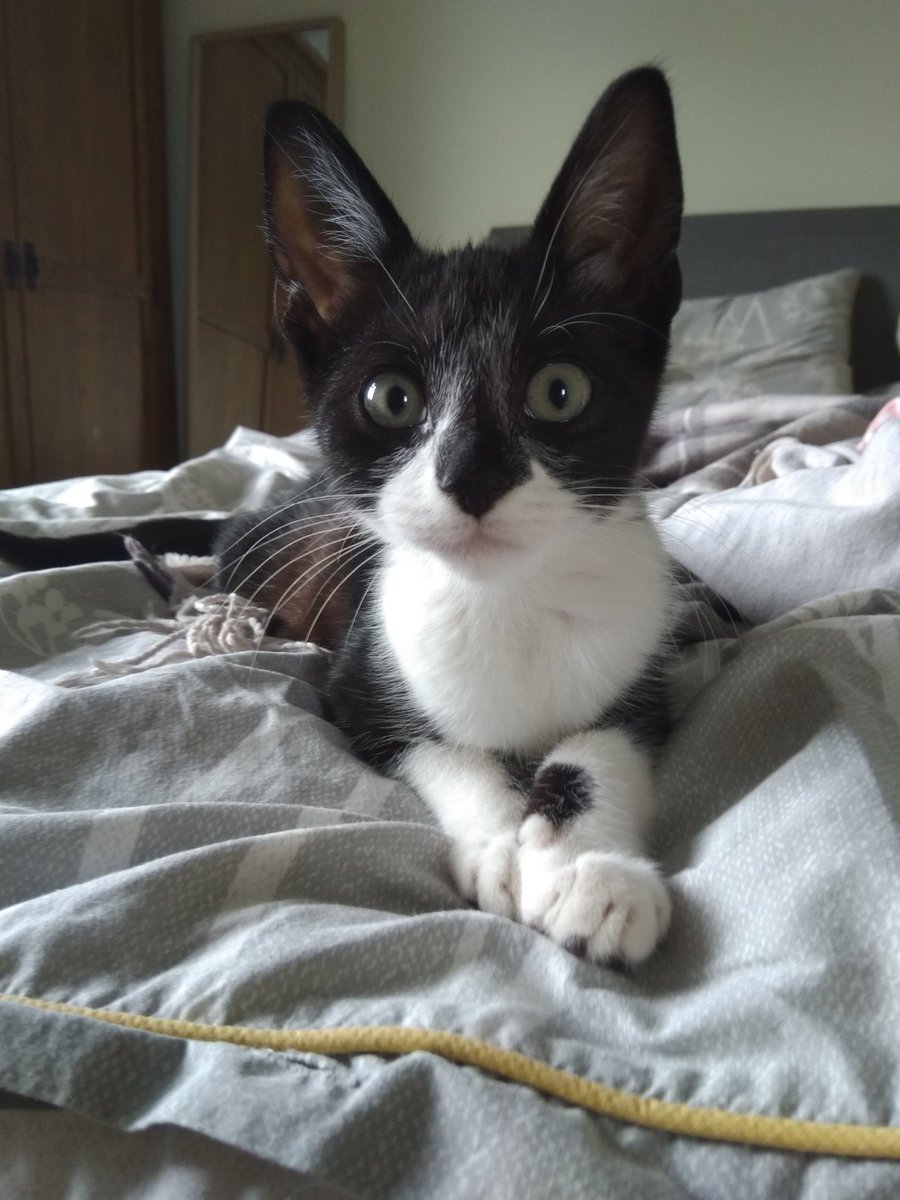 It's #BlackCatAppreciationDay so a good excuse for a picture of Milo! 😻🐈