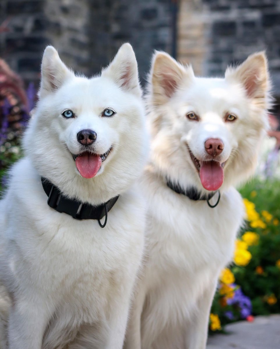 LoveYourMelon's tweet photo. Double the pups, double the cuteness ๐
#LoveYourMelon #DogCollection #CutestPups #DogsofInstagram
๐ท IG: canadianbros https://t.co/WmaKKeKiR2