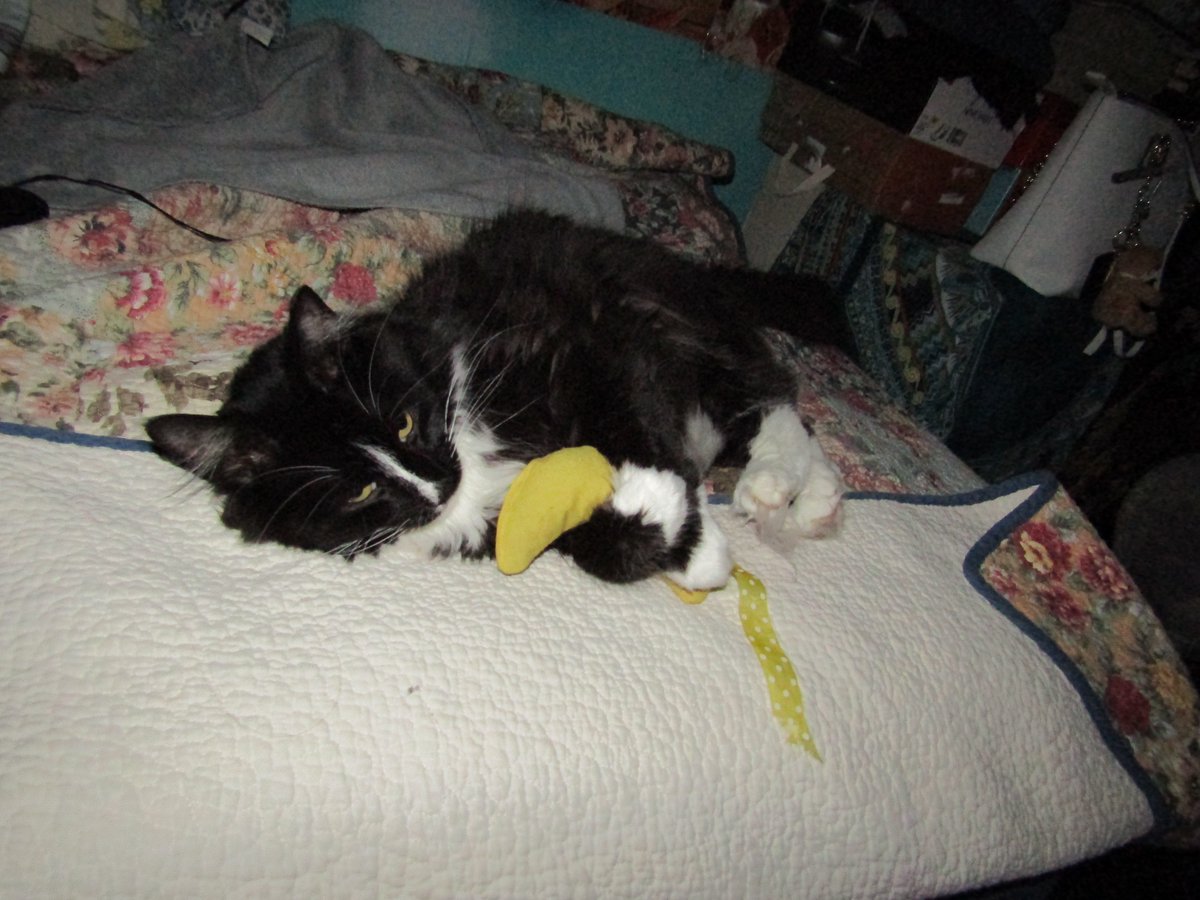 julesruekat's tweet photo. Hello, Hello On My Nanner Phone !!! ππ#SundayFunday #HappyCat #Meow #CatsRMagic #SnorkelSunday https://t.co/Lapsw8EwSR