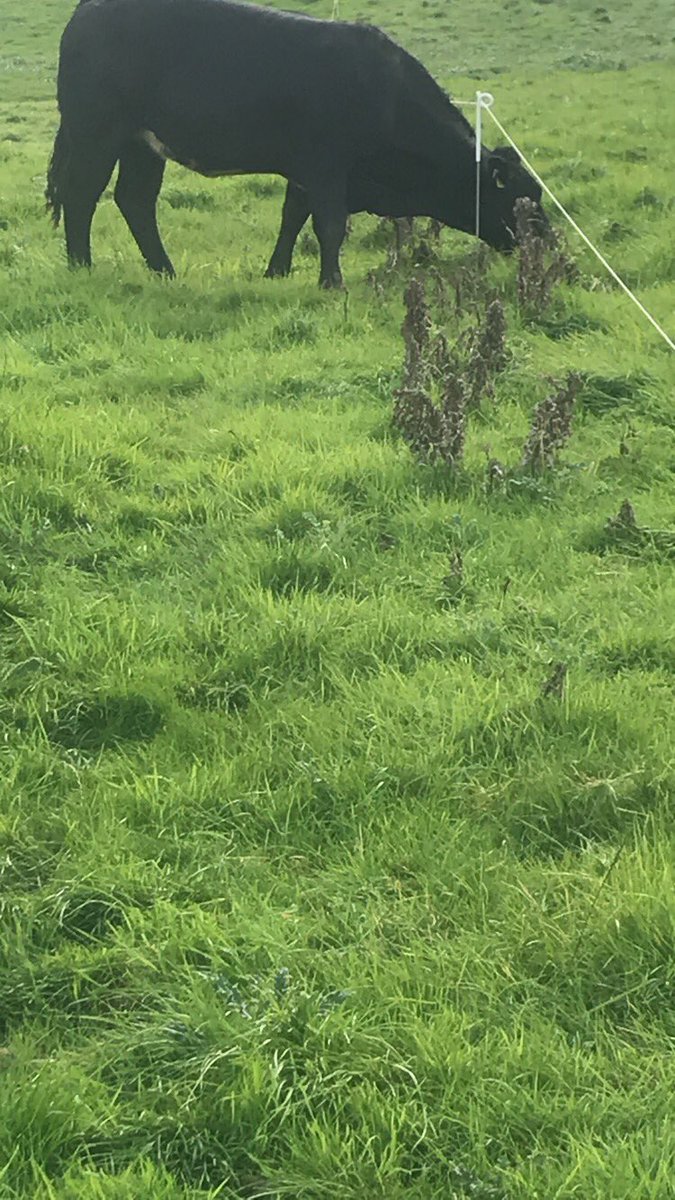 Gary Thornton tweet media