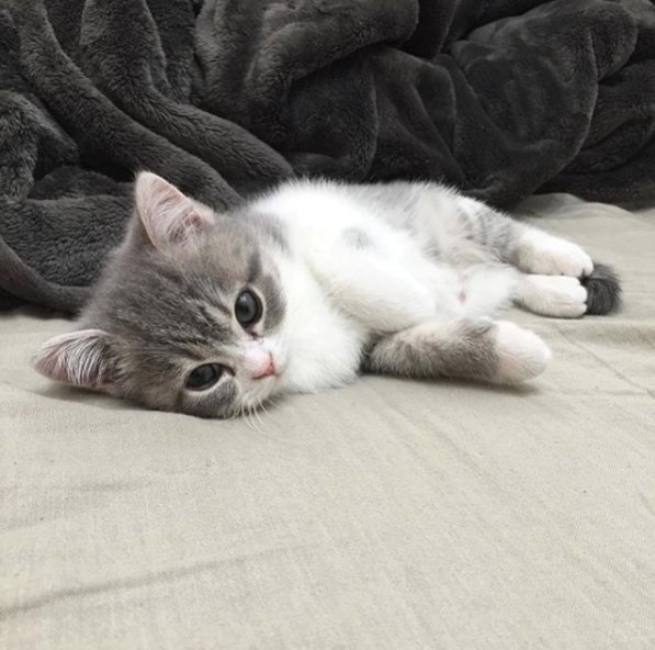 TodayCat1's tweet image. This just looks too cute😹

🔔 Don't miss out on any post - turn notifications ON

#instacats #cat #cats #kitty #pet #meow #pets #kittymeow