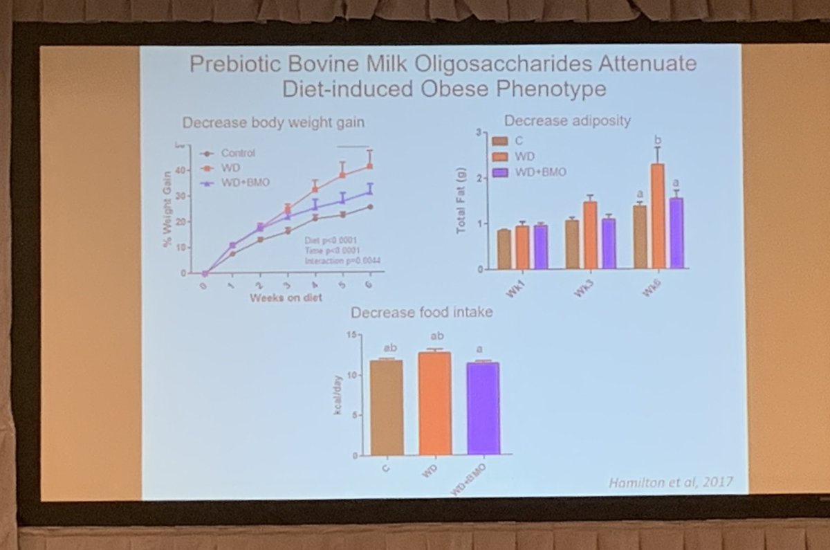 WalterChanMD's tweet photo. Dr. Raybould: Manipulation of gut #microbiota with #prebiotic (milk oligosaccahrides) may decrease diet-induced #weight gain and #adiposity, increase intestinal permeability, and restore satiety in animal studies. #ANMS2019 https://t.co/8rBqC9jR2A