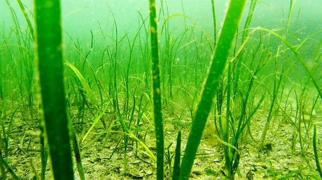 Átl’ḵa7tsem/Howe Sound Marine Stewardship Init. tweet media