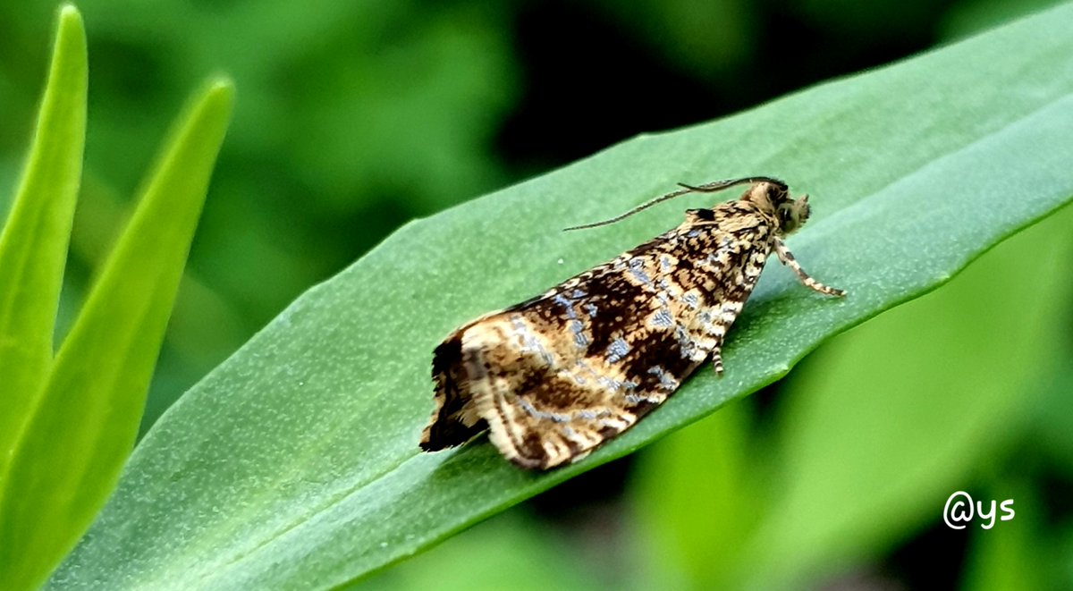 Vlindervlogger's tweet photo. #brandnetelbladroller in de tuin. Een prachtig klein vlindertje๐ฆ @Nachtvlinders @vlinderNL
#microvlinder #nachtvlinder #bladrollers #Celypha_lacunana https://t.co/t8fOdKdNpl