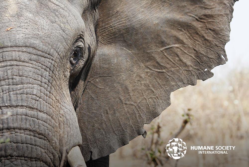 BREAKING: In an historic vote, #CITES parties voted to end the capture &amp; export of live wild African #elephants from Zimbabwe, South Africa, Botswana &amp; Namibia for zoos! Zimbabwe is currently the main exporter, exporting 108 baby 🐘 to zoos since 2012. #CITESCoP18 1/2