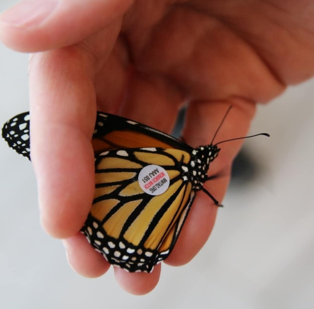InnisfilideaLAB's tweet photo. The 1:1:15pm butterfly release is cancelled but did you know the butterflies we release at this time of year will migrate to Mexico. We're tagging them as part of Project Monarch Watch. #innisfilidealab #projectmonarchwatch #monarchbutterflies #monarchwaystation https://t.co/2XUO7noXV3