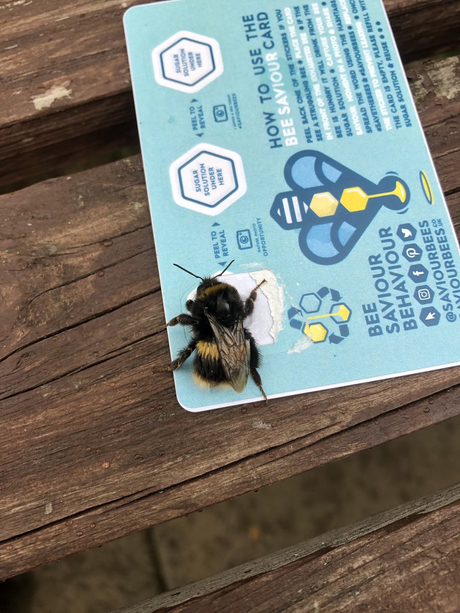 f1madlady's tweet photo. This poor fellow has been struggling in the garden for 30 minutes, put him on several flowers to see if it would help - still looked exhausted so got my card out & he flew up & away after 30 secs #saviourbees #savethebees https://t.co/fAN04Oj5JJ