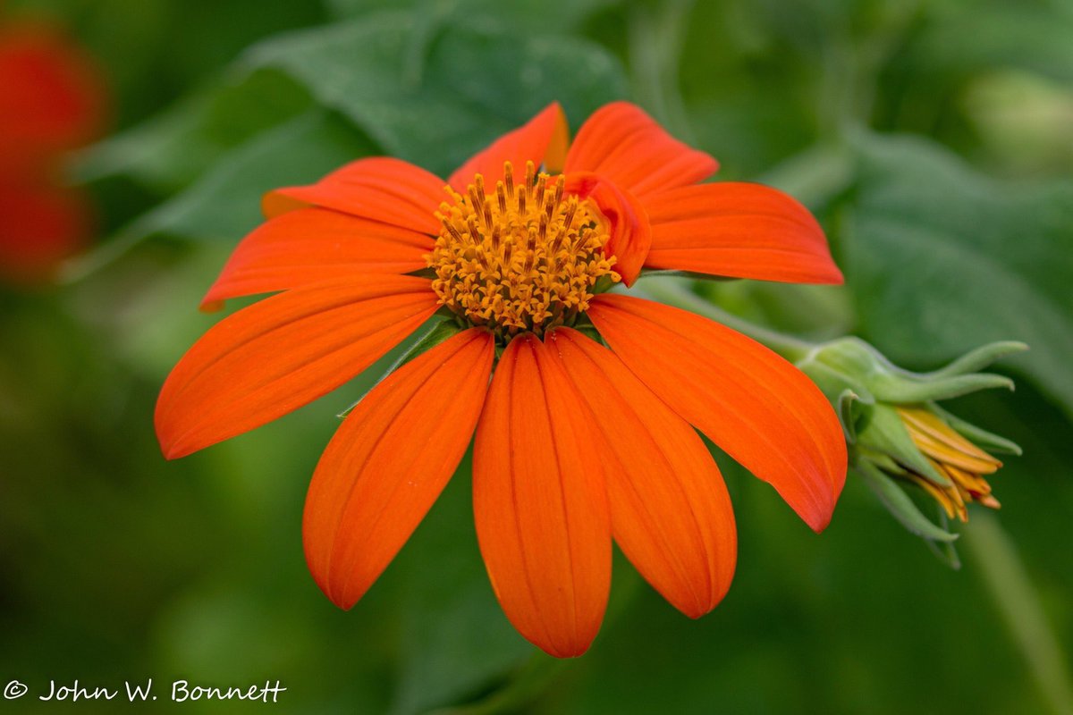 jwbonnett's tweet photo. Orange cone flower at #Faustpark Chesterfield Missouri 8/10/19 @CanonUSA  #coneflower  #flower https://t.co/jMIn0VEbo4