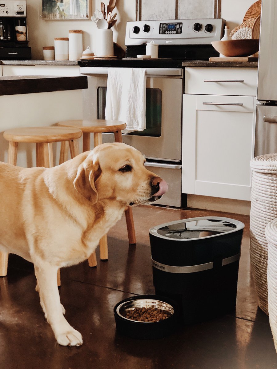 Petsafe Brand On Twitter It S Safe To Say Blu Approves Of His