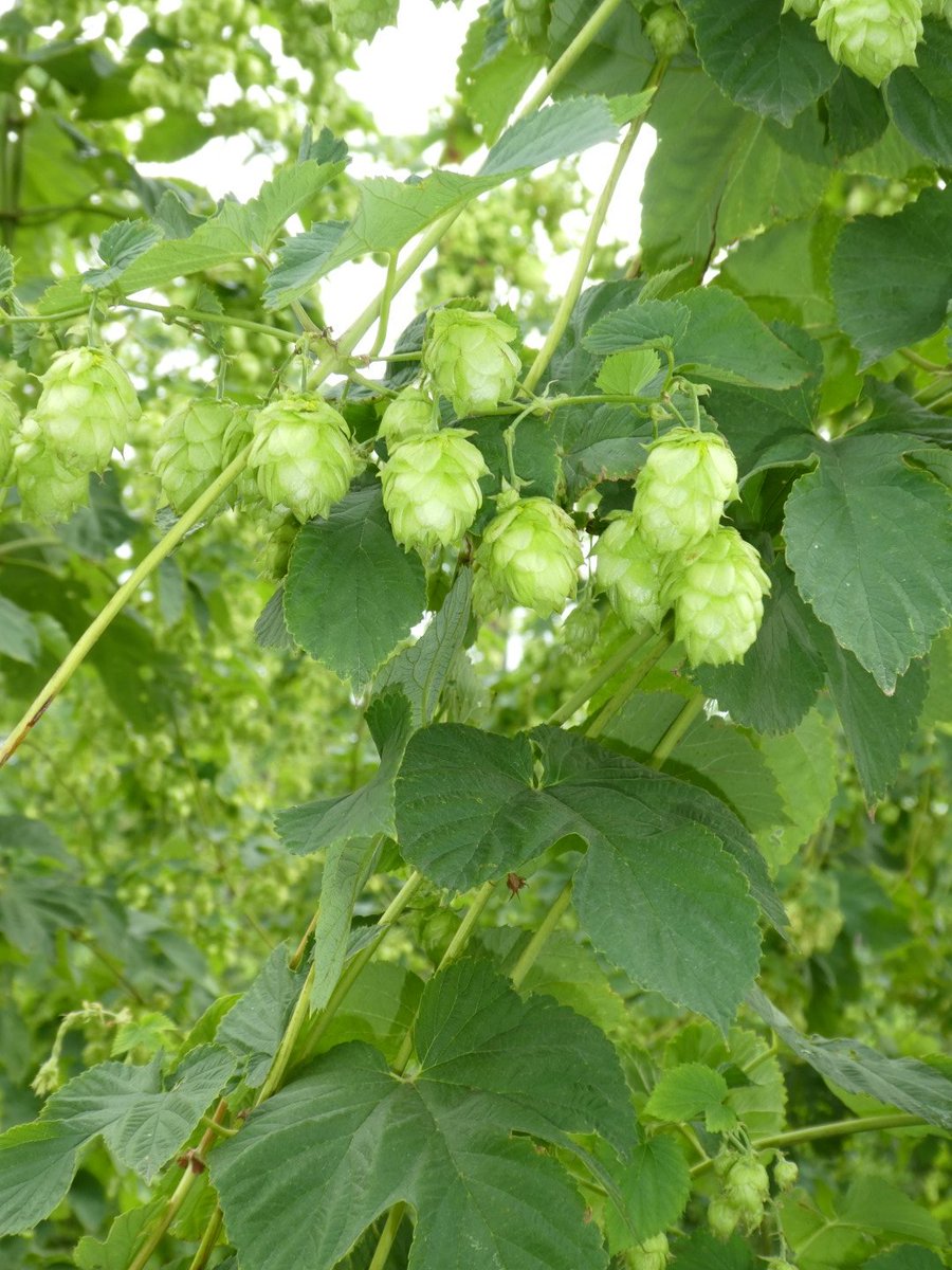 Donderdag 22 Augustus vind de demonstratie dag voor de fruitteelt plaats bij Roger Wouters te Reijmerstok. Er zijn mooie nieuwe innovaties te zien betreffende milieuvriendelijke teelt.  Kijk voor meer informatie op limburgsegrond.nl/agenda
De hop staat er heel mooi bij.
