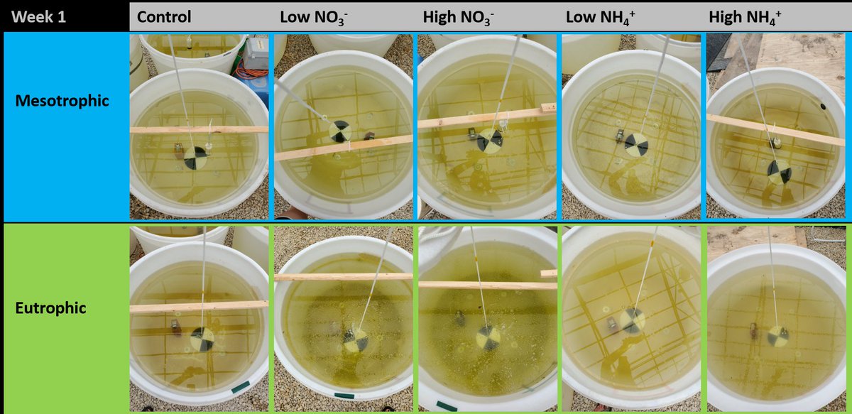 HanschuJanaye's tweet photo. Week 1, week 2, and week 3 of the lake tanks (mesotrophic vs. eutrophic with varying nitrogen forms and concentration additions). #MAPS2019 https://t.co/FLpmBAHi6T