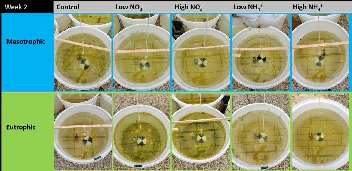HanschuJanaye's tweet photo. Week 1, week 2, and week 3 of the lake tanks (mesotrophic vs. eutrophic with varying nitrogen forms and concentration additions). #MAPS2019 https://t.co/FLpmBAHi6T