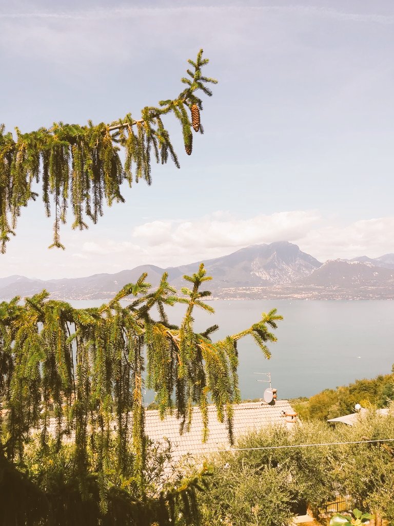 AldinaConsolini's tweet photo. "I ponti uniscono
I muri dividono"
Trra i boschi che mi videro bambina,
una sorpresa:
Il ponte tibetano,inaugurato da poco,sormonta una valle temuta per la sua pericolosità
#Lavoro dell'uomo
#bellezzal della Creazione
#campagna
#lemieradici
#lagodigarda
#18agosto
#BuonaSerata https://t.co/qUGySPYePg