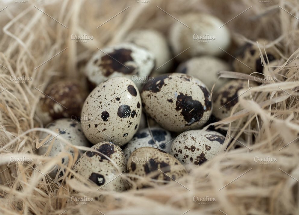 smokenfire2's tweet photo. So, we keep our very own quail who produce beautiful eggs daily. Question to all you great chefs out there,, can you suggest a recipe with them, and is there a method for smoking them? @TomCenci @chezchristof @ChefTomKerridge @chefcalum @Caterertweets https://t.co/cwSUdiVGVz