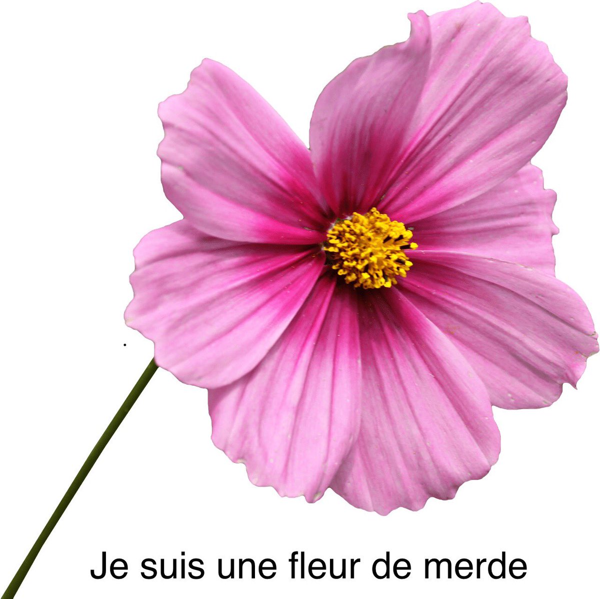 PostBadUndyne's tweet image. Personne: 

Absolument personne:

@postbadflowey: