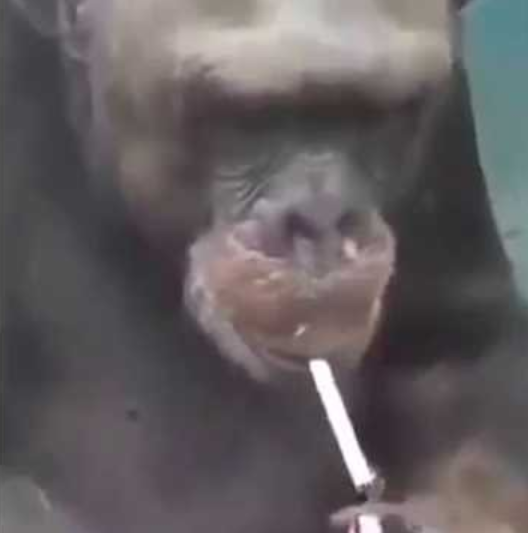 سعود عبدالعزيز tweet media