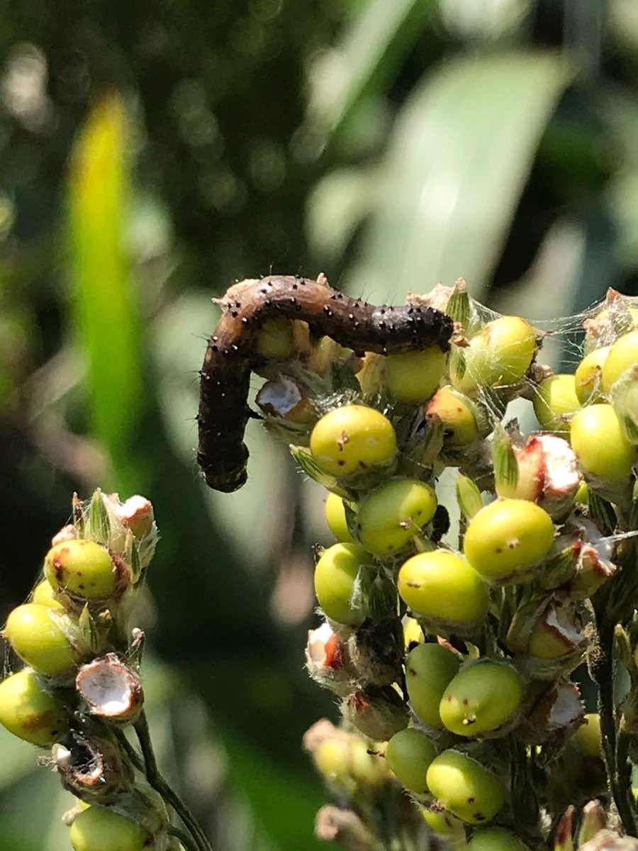 BugStewart's tweet photo. Heligen/NPV virus doing its thing on corn earworm in sorghum. When they glisten they are not long for this world. @UTcrops @AgBiTechUSA @Scott_Graham72 https://t.co/jEkJV7ESGP