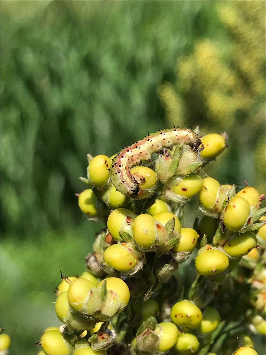 BugStewart's tweet photo. Heligen/NPV virus doing its thing on corn earworm in sorghum. When they glisten they are not long for this world. @UTcrops @AgBiTechUSA @Scott_Graham72 https://t.co/jEkJV7ESGP