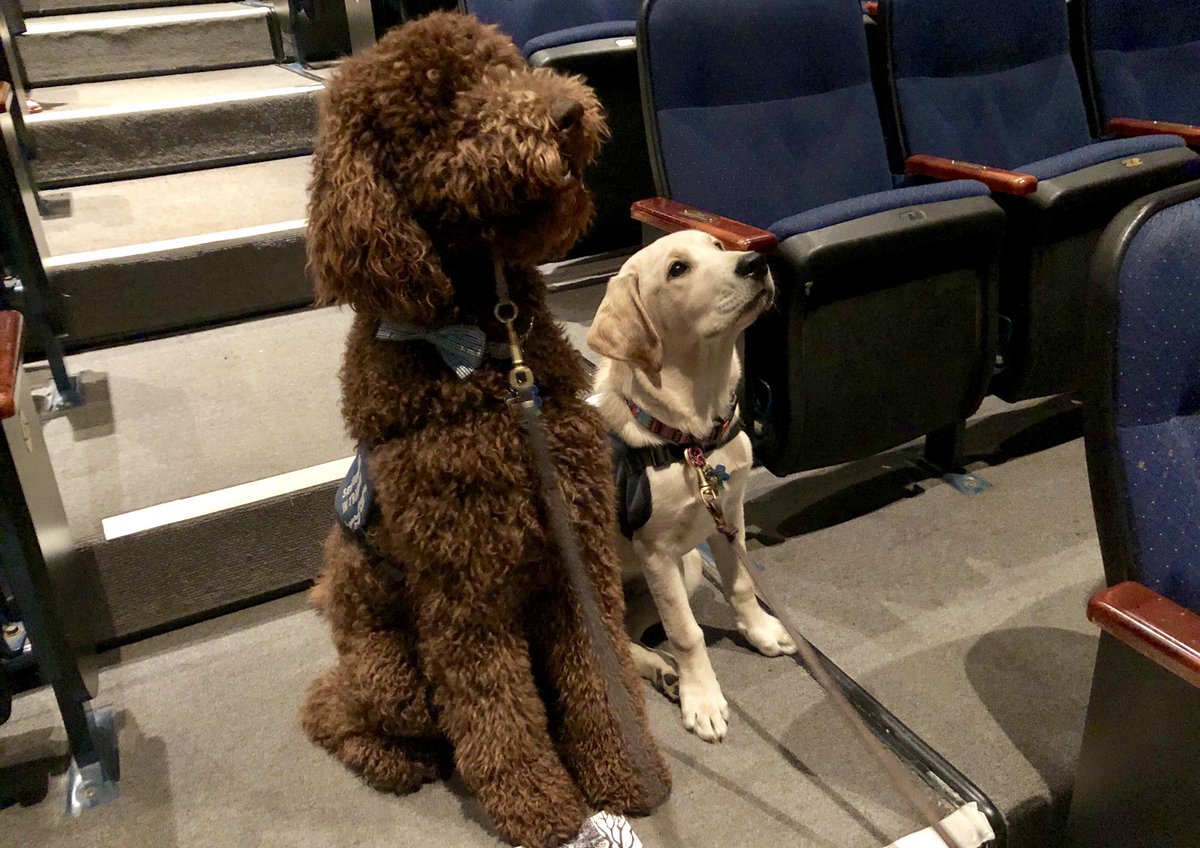 These are Hampton and Jersey, who like me are seeing the matinee of OUR TOWN at @peopleslight. They’re being trained by volunteers from @caninepartners. I look forward to their reviews.