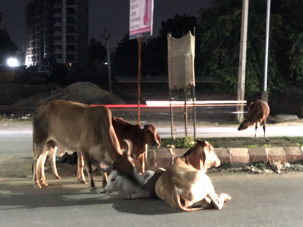 @CMOGuj @vijayrupanibjp @AmitShah cows left on the road @Hello_Gnagar @iitgn @iitegandhinagar @GDG_Gandhinagar @InifdGN so many accidents are happening daily, please take necessary actions, make lives safe! @nitingadkari2 @narendramodi @PMOIndia #kudasan please help @distinfo_gnr