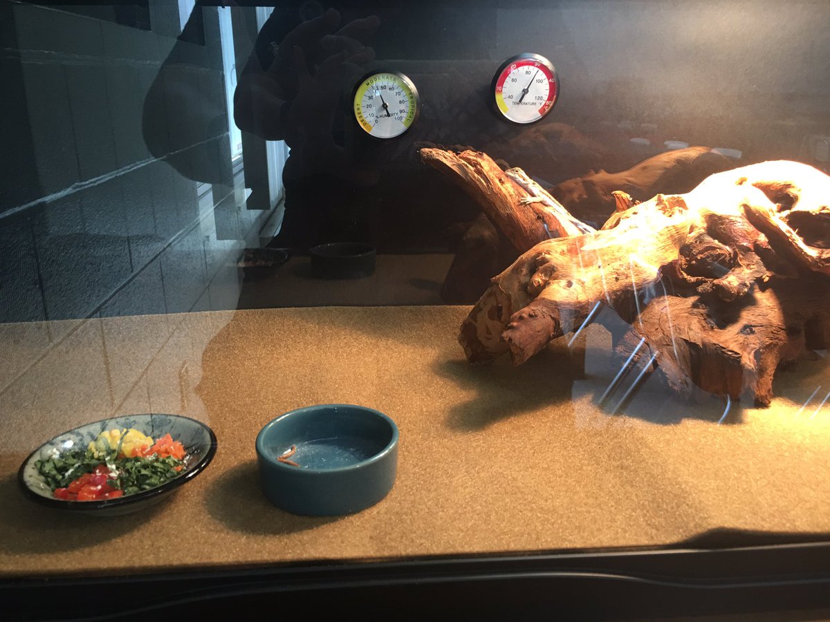 Mr. Clark has a new classroom pet! Can you spot him? #hmseaglessoar