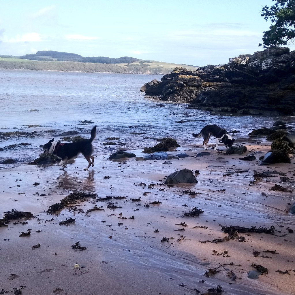 Thought I would take jess a little further a field. Spending a few days in dumfries and Galloway, had a lovely morning exploring St Mary's Isle, followed by a play at #whitebay! @keswick_bandb @keswickbootco @FeatureCumbria @BCTGB @janslss #adoptdontshop #visitscotland 🐕🐕