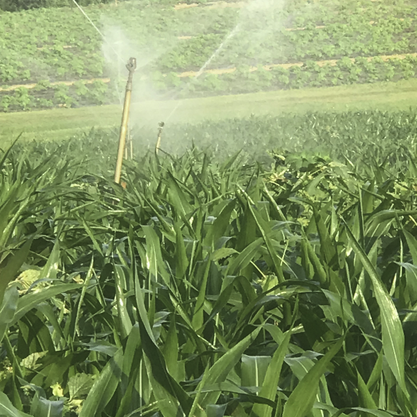 Patterson_Farm's tweet photo. Why was the corn cob lost? He lived in a maize. As the corn continues to grow, we can’t wait to get lost in this year’s corn maize! Our "Fall Fun on the Farm" themed weekends start Sept. 21! Don’t miss out on all the fall fun. #CornMaize #FunOnTheFarm #NCAgritourism #itsROCOthing https://t.co/VFgLTEN40j
