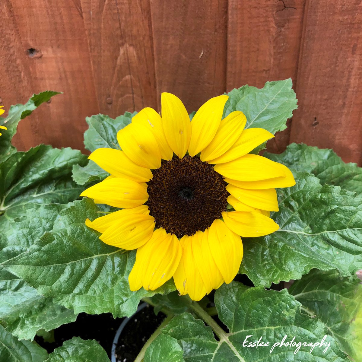 🌻
<a href="/ThePhotoHour/">#ThePhotoHour</a>