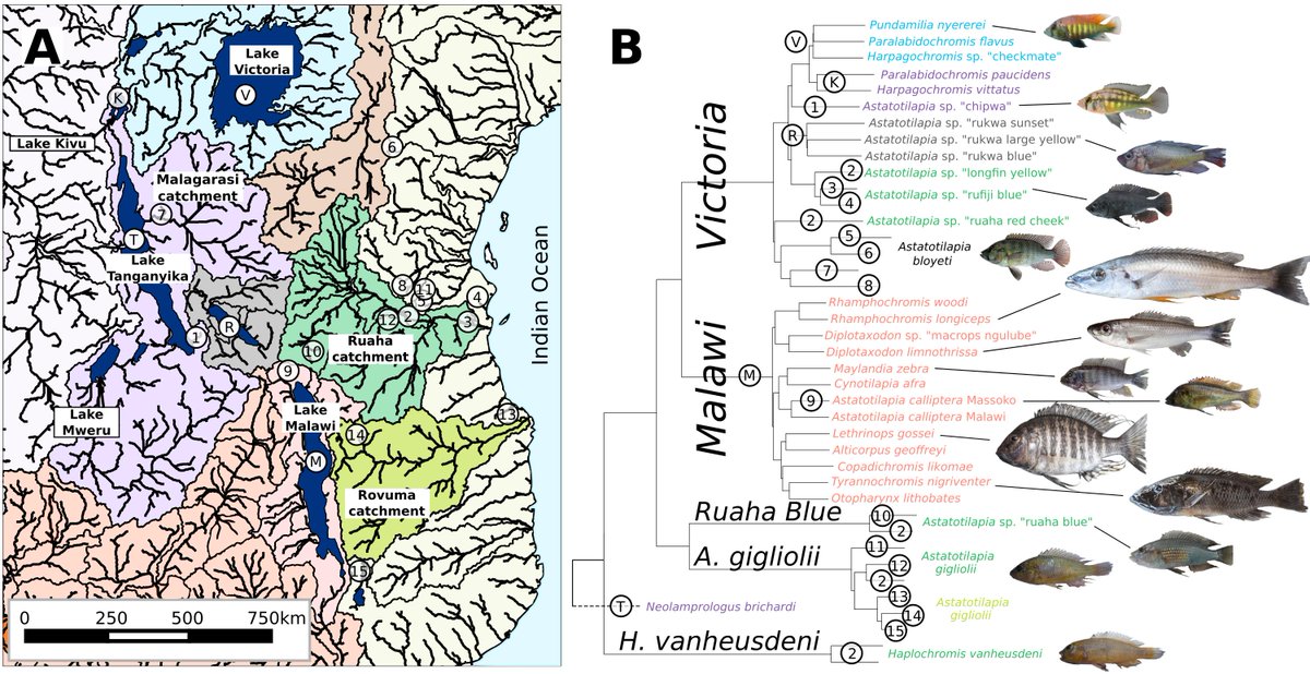 If you want to know how ancestral hybridisation facilitated species divergence in Lake Malawi, read our new preprint biorxiv.org/cgi/content/sh… . If you want to see Lake Malawi cichlids in nature, join us for SMBE Malawi Meeting smbe-malawi.org @OfficialSMBE Sept 18-22