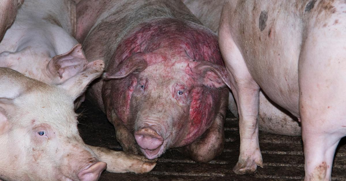 FoxHITeam's tweet photo. Undercover reports from numerous groups are exposing the truth of farming in the UK in 2019. We ask all our followers: Please extend your compassion to farmed animals. It's never been easier or more important to adopt a vegan diet. For these animals, the planet and yourself. HIT. https://t.co/qEbnfDjxrD