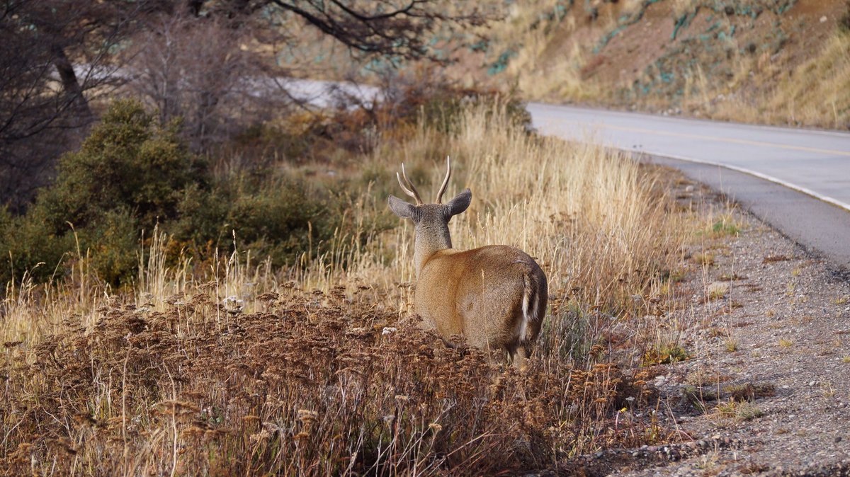 joaquinps's tweet image. Cuidado y protección del #Huemul es vital para su conservación. Los alambrados de púa dañan, atropellos en #CarreteraAustral también, el acoso altera su hábitat, baje velocidad, tome distancia y admire con respeto 🦌 #Patagonia #Coyhaique #Aysen #ParqueNacionalCerroCastillo