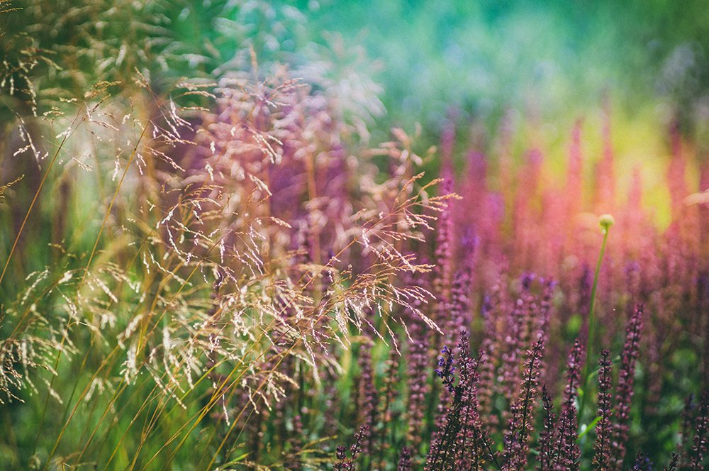 Summer meadow
#flower #marfffaart #summer