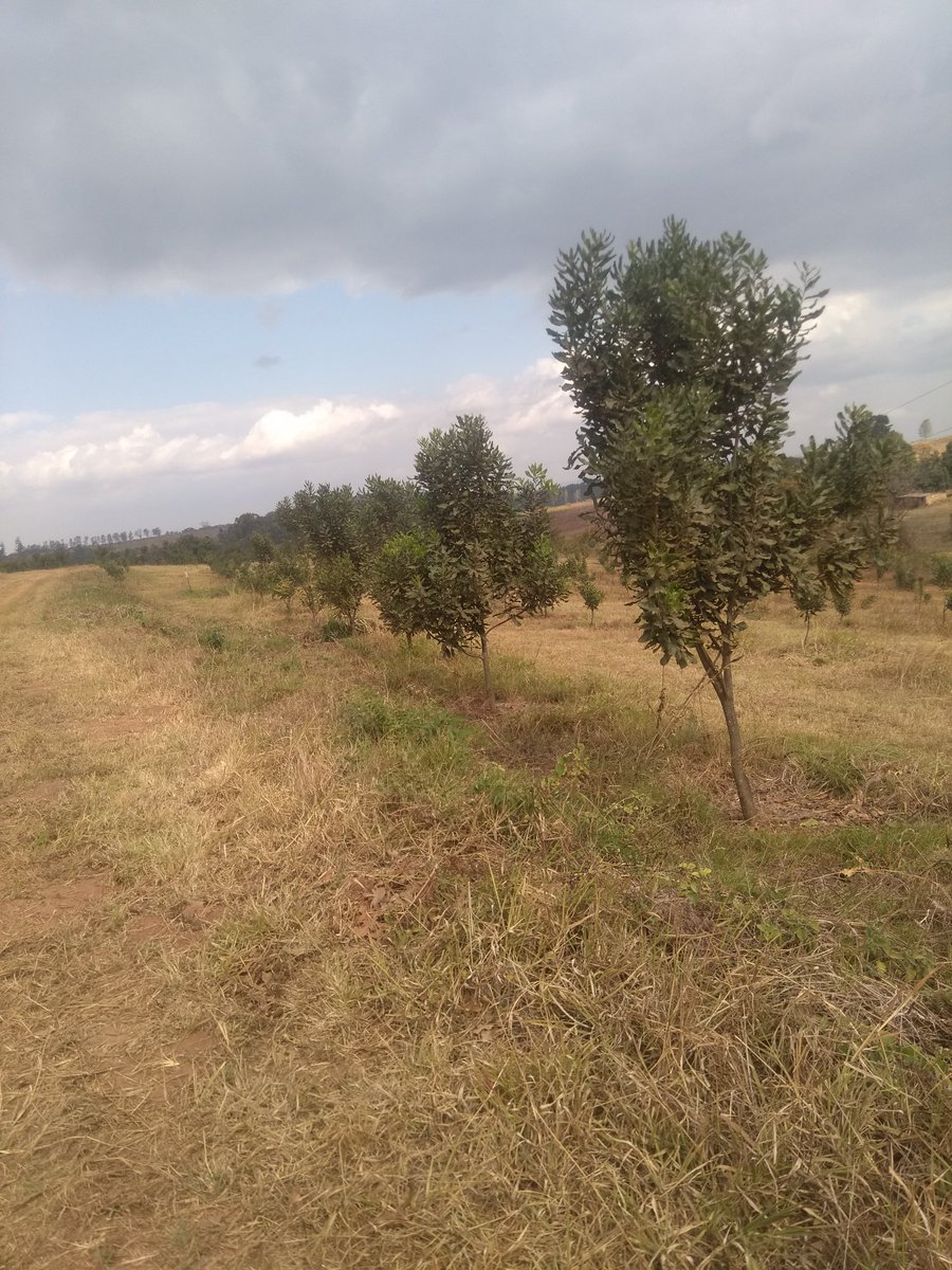 Mtawarira Fruit, Nut & Timber 🇿🇼 tweet media