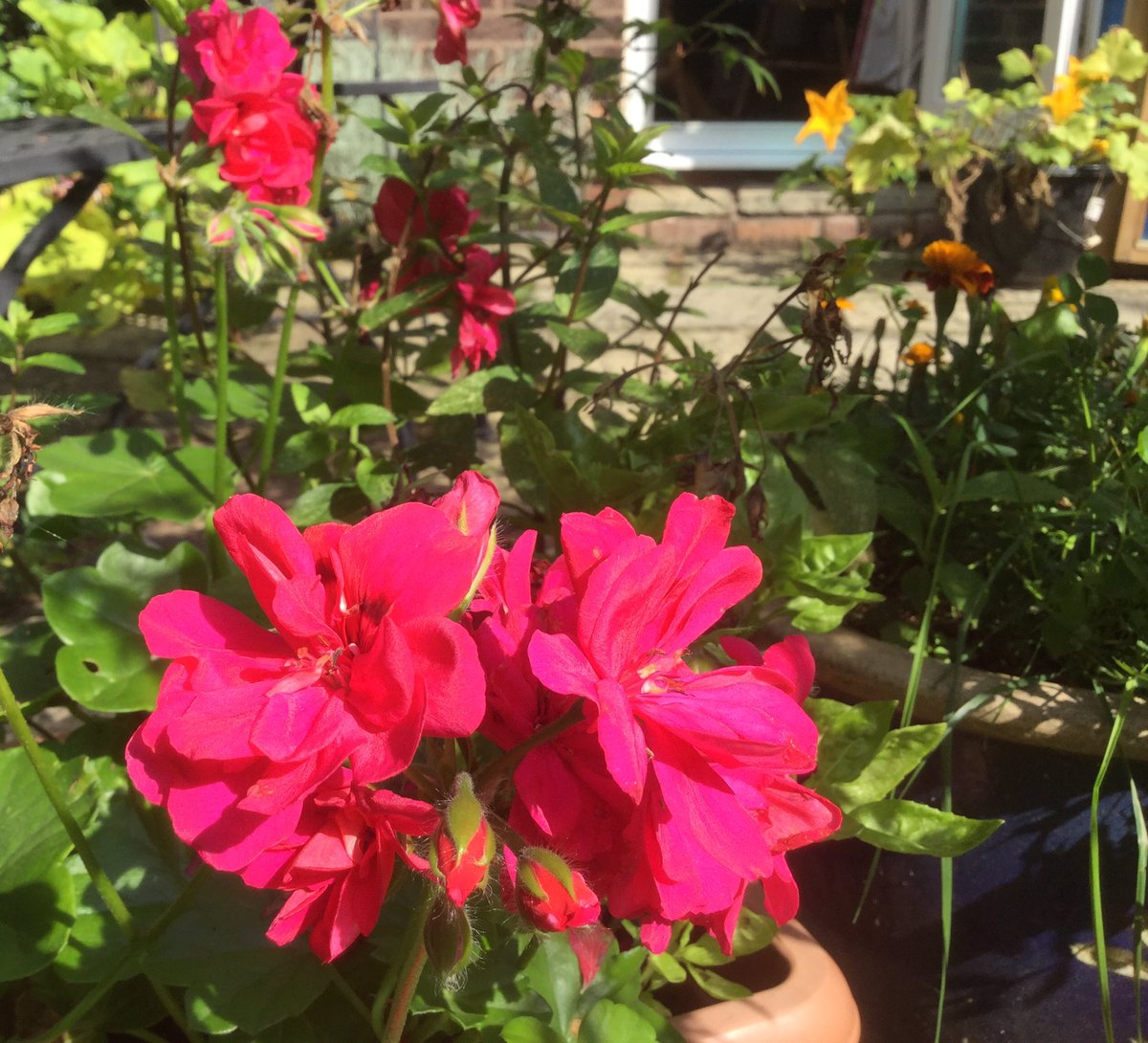 Ruth Carlyle Phd On Twitter As A Splash Of Colour We Had Red