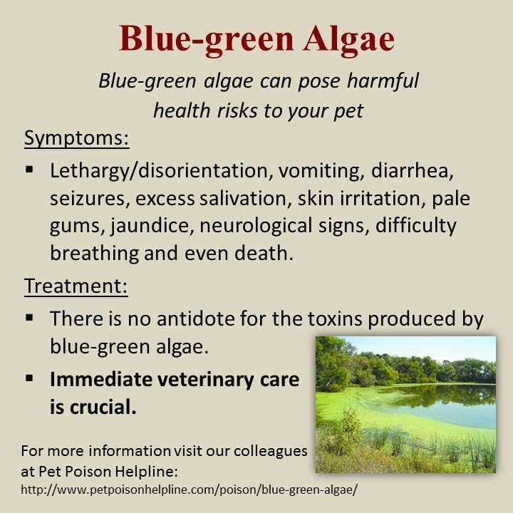 scrunk777's tweet photo. Pet owners be aware! https://t.co/c9DmsqWAL9
