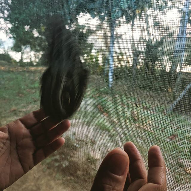 GPlanetVentures's tweet photo. Sustainable Development internship in The Peruvian Amazon. Helping release a Morpho butterfly that got trapped in our lodge at la Cachuela 
#development #sustainabilitycareers #sustainabledevelopment #forestconservation #forest #tropicalforestconservatio… https://t.co/OsxwFJt6Wo https://t.co/QbWfSRyVHl