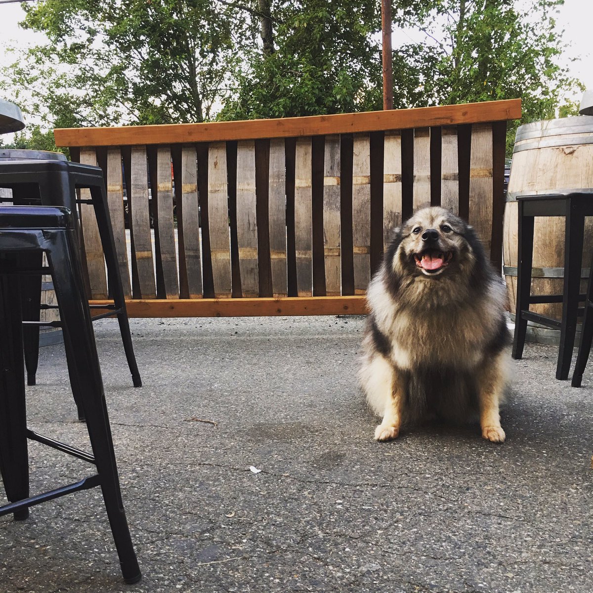 SuiteCVino's tweet photo. There’s been a “Bear” sighting at Suite C’s Vino!! 🐻 🐶 
Our outdoor seating area is doggo tested &amp; doggo approved! Come see us today &amp; sip some wine while enjoying our beautiful #pnw summer! ☀️ https://t.co/MwfCjQO3Lp